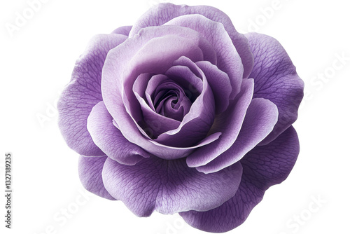 Fototapeta Naklejka Na Ścianę i Meble -  Beautiful purple rose with soft petals and detail