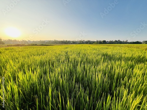 green wheat field