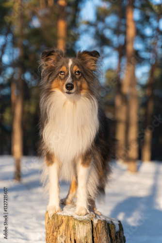 Cute tricolor sheltie dog in winter park or forest. Shetland sheepdog on a walk outside in the snow