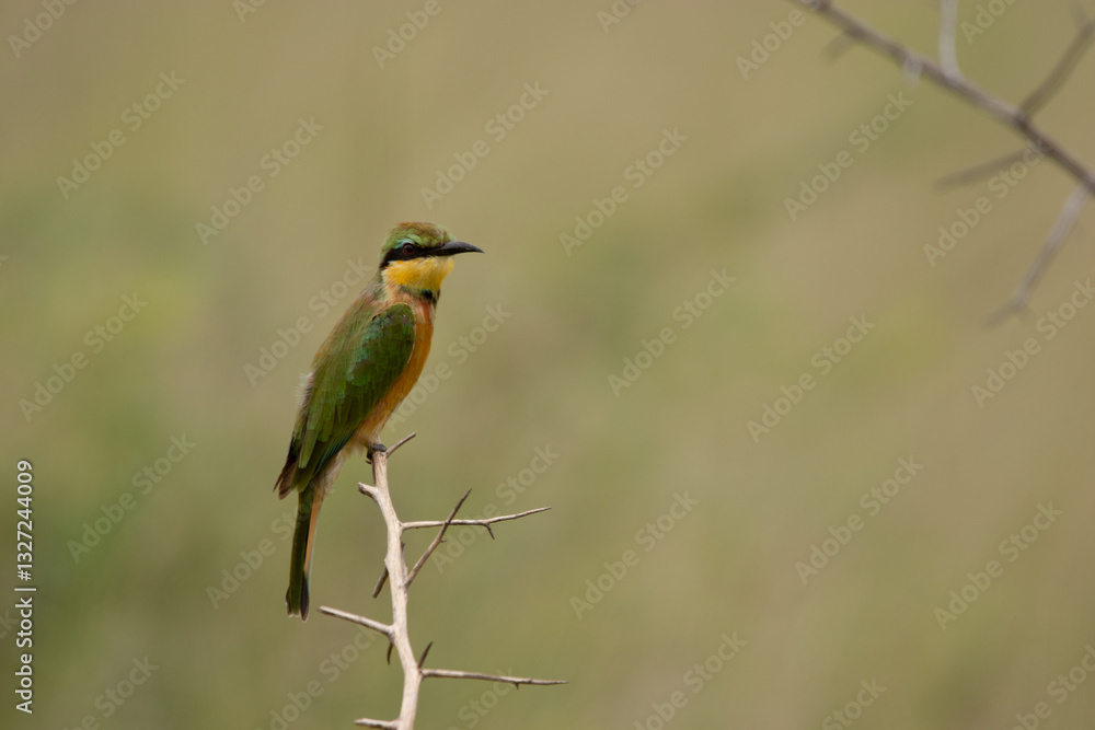Bee-Eater Bee-Eater
