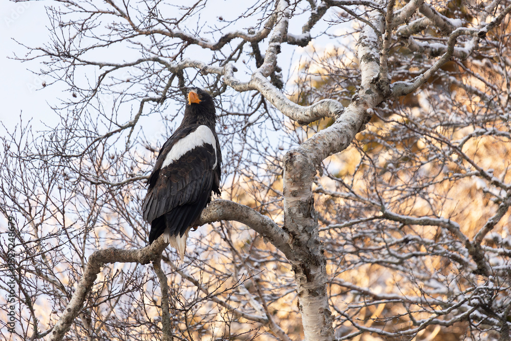 Obraz premium Steller's sea eagle sits on a tree branch. Winter. Kunashir