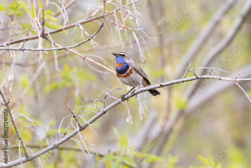 Bluethroat, luscinia svecica. The bird is singing close up photo