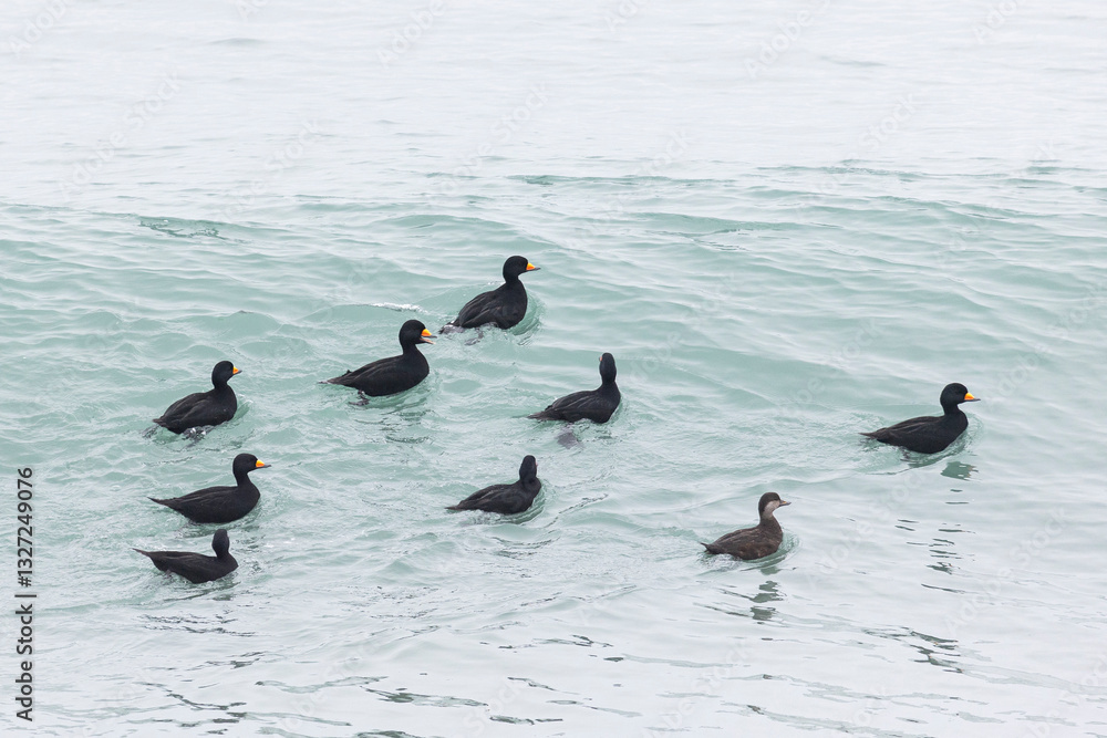 Fototapeta premium flock Black scoter birdfloats on the waves in the ocean