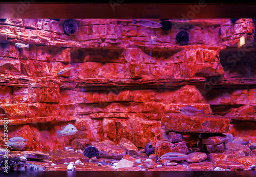 Obraz na płótnie Silver perches swim in a large aquarium among sea urchins in red backlight