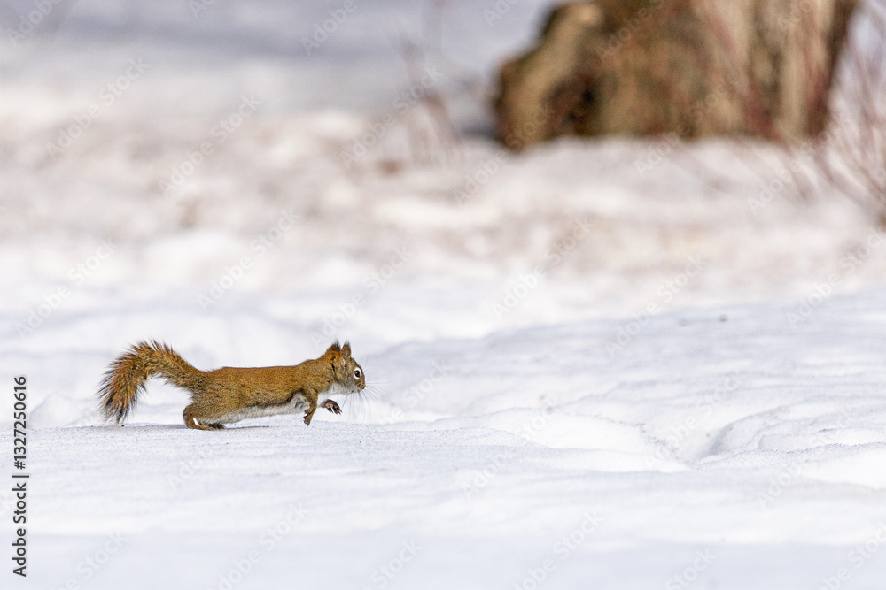 Fototapeta premium Red squirrel running through snow