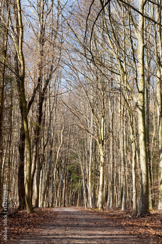 Fototapeta premium A sun-drenched forest path inviting you to explore. Framed by tall, bare trees, this scene captures both tranquility and the spirit of new beginnings.