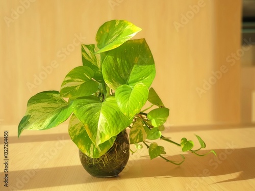 Plants growing in glass containers are exposed to morning sunlight.