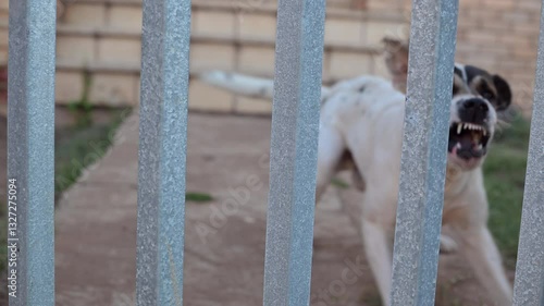 Aggressive dog seen at gate