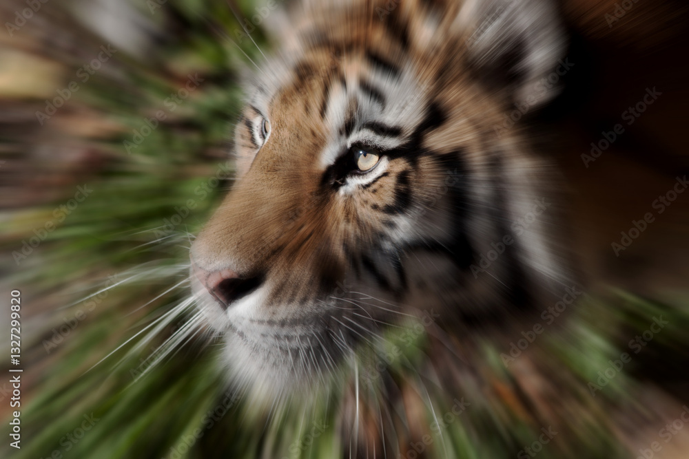Tigre 5 Tigre 5