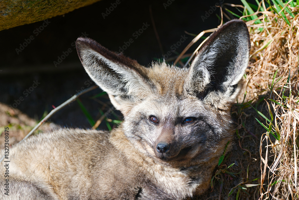 Fototapeta premium Otocyon megalotis bat eaed fox