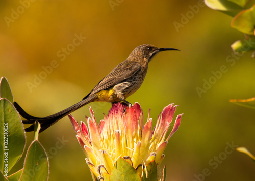 Sunbird