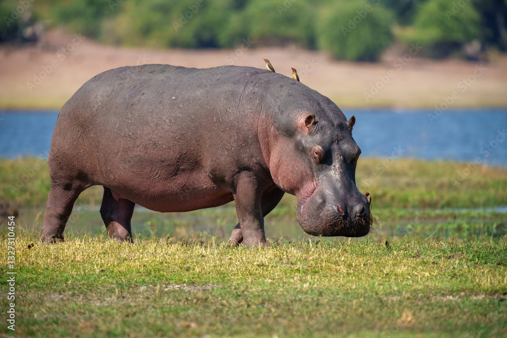 Fototapeta premium Hippopotamus in the Okavanga Delta in Botswana. An aggressive hippo bull shows dominant behaviour