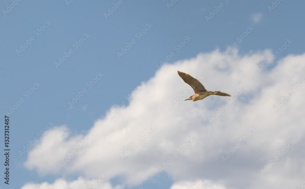 Fototapeta premium Heron