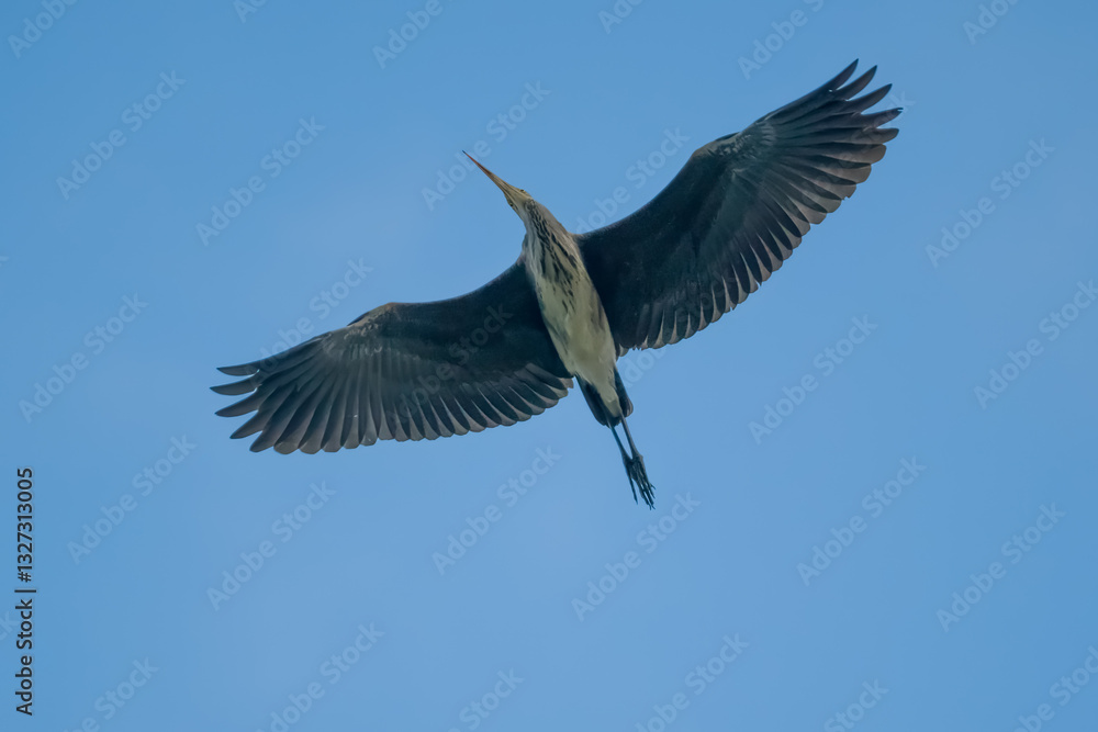 Fototapeta premium Heron flying with wide spread wings on clear blue sky background