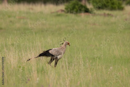 Secretary Bird