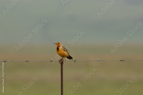 Orange breasted long claw