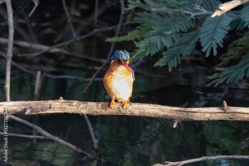 Malachite Kingfisher