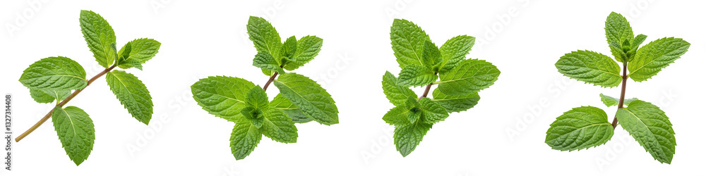 Set of Fresh Peppermint Sprig Set of Fresh Peppermint Sprig