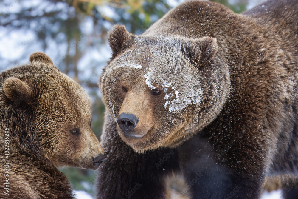 Obraz premium European brown bear fighting (Ursus arctos arctos), animal scenting, winter, Bavarian Forest National Park, Germany, Europe
