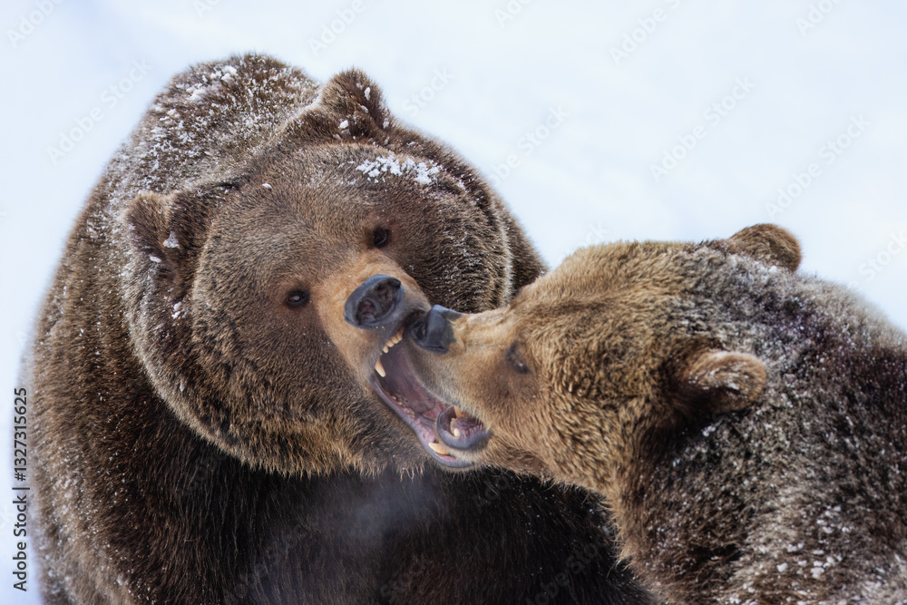 Obraz premium European brown bear fighting (Ursus arctos arctos), animal scenting, winter, Bavarian Forest National Park, Germany, Europe