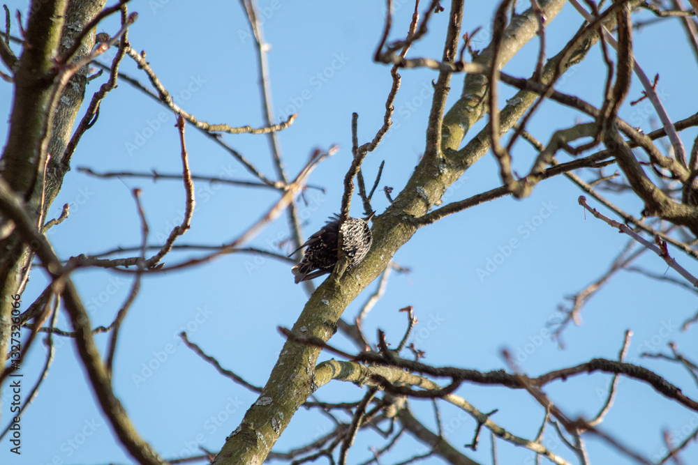 flock of starlings sitting on a bare tree, their distinctive spotted feathers contrasting against the blue sky flock of starlings sitting on a bare tree, their distinctive spotted feathers contrasting against the blue sky