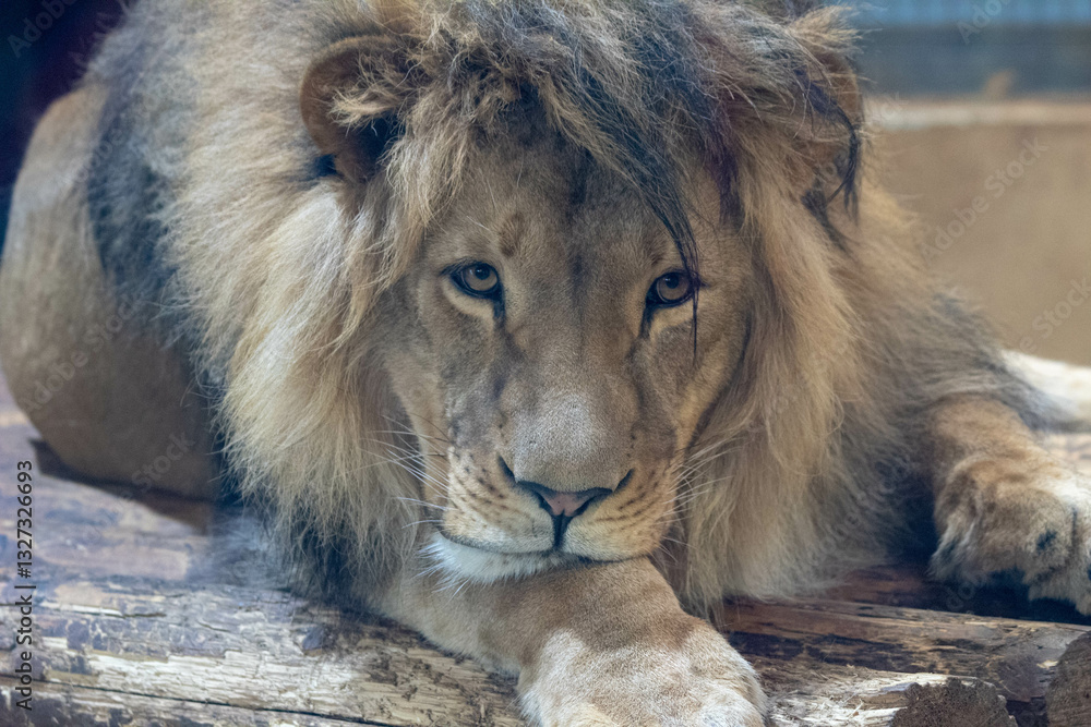 Naklejka premium Powerful Male Lion Standing Tall in the Grasslands, His Golden Mane Flowing in the Wind