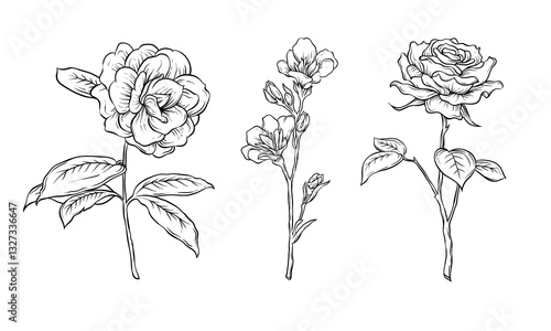 Rose hand drawing vector illustration. Beautiful flower hand drawn. Flower sketch graphic resources.