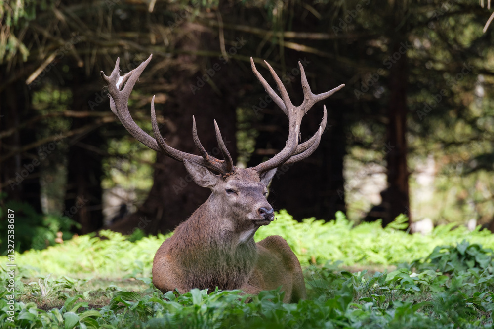 Nature et biodiversité : un cerf couché dans une clairière Nature et biodiversité : un cerf couché dans une clairière