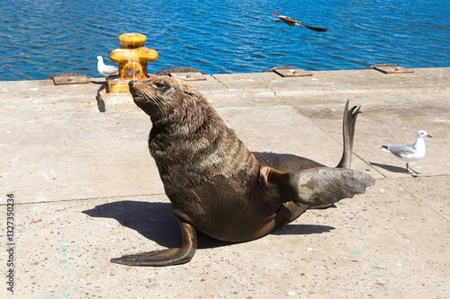 A cute sea lion posing near the ocean for local tourists.