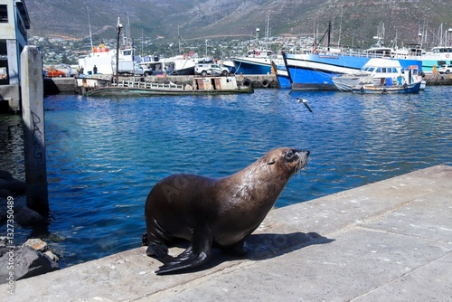 A sea lion jumping out the ocean and onto the pavement