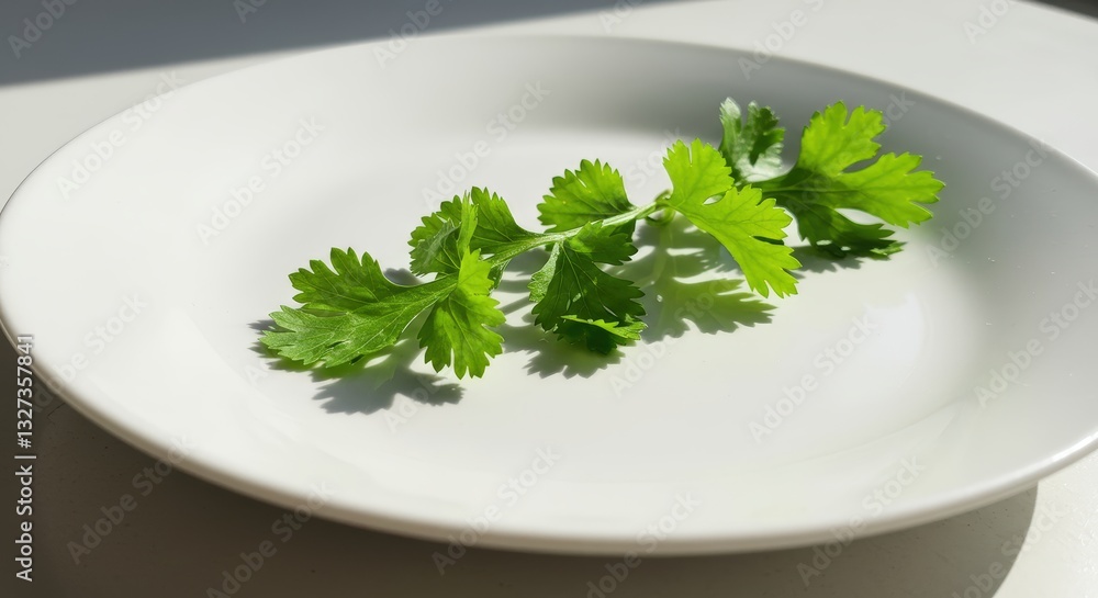 Presenting Fresh Cilantro Sprig on White Plate for Culinary Use Presenting Fresh Cilantro Sprig on White Plate for Culinary Use