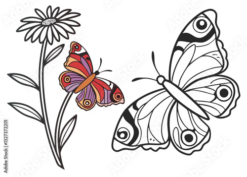 butterfly on a white background