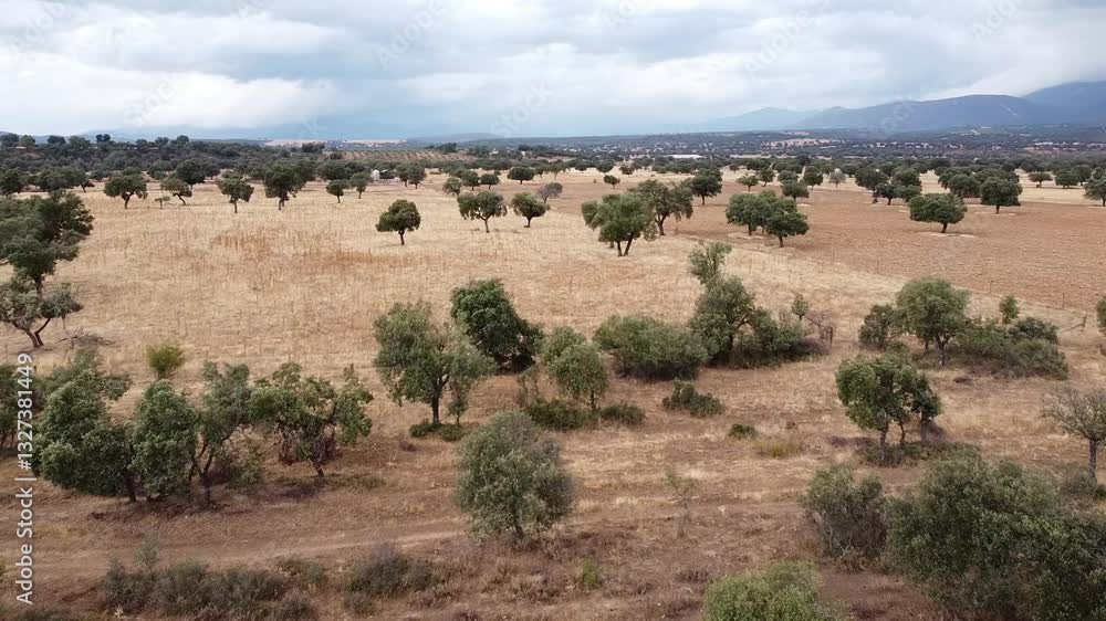 Aerial Drone Shot Moving Forward Over the Vast Dehesa with Mountains in the Background on a Stormy Summer Day - 619
Aerial Drone Shot Moving Forward Over the Vast Dehesa with Mountains in the Background on a Stormy Summer Day - 619