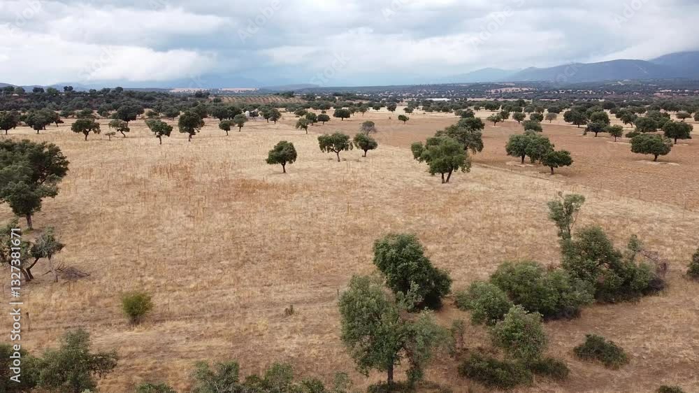 Aerial Drone Shot from Right to Left Over the Vast Dehesa with Mountains in the Background on a Stormy Summer Day - 620
Aerial Drone Shot from Right to Left Over the Vast Dehesa with Mountains in the Background on a Stormy Summer Day - 620