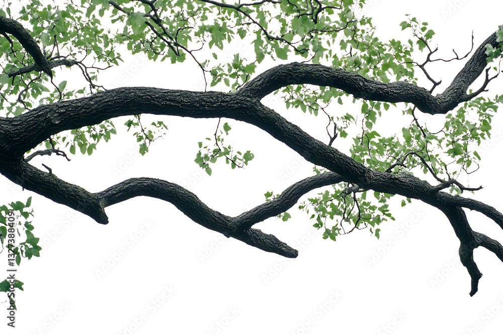 Fototapeta premium Serene Spring Branches: Dark Bark, Delicate New Leaves, Isolated