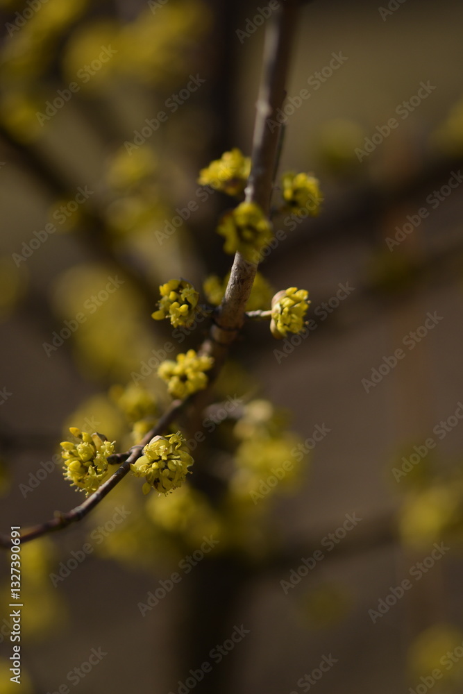 Blooming yellow cornus mas, cornel blossoms on shrub closeup, bokeh background, selective focus Blooming yellow cornus mas, cornel blossoms on shrub closeup, bokeh background, selective focus