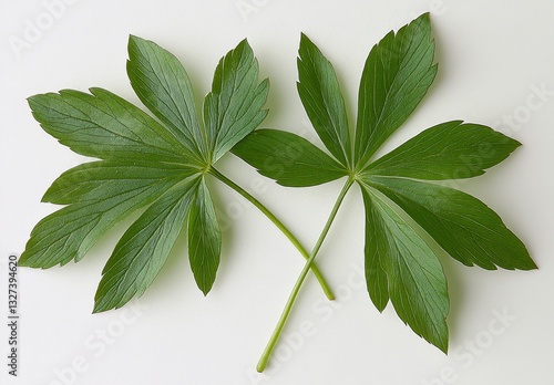 Two Green Palmate Leaves on White Background Closeup photo