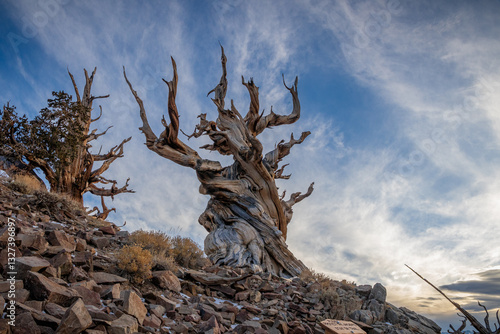 Bilde på lerret Ancient Bristlecone Pine Tree with Blue Sky and Clouds.