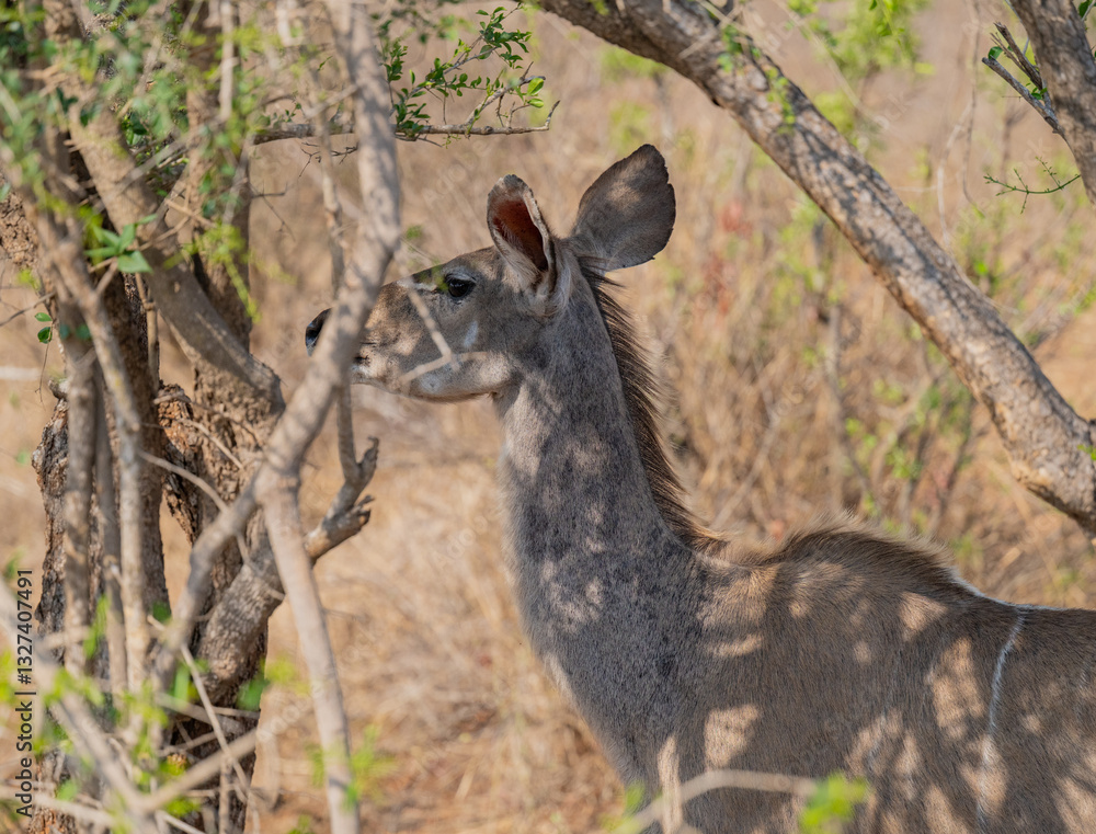 Weiblicher groß Kudu im Krüger National Park - Kruger Nationalpark Südafrika