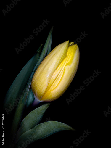 Closeup of yellow Rainbow Tulip isolated against a black background photo