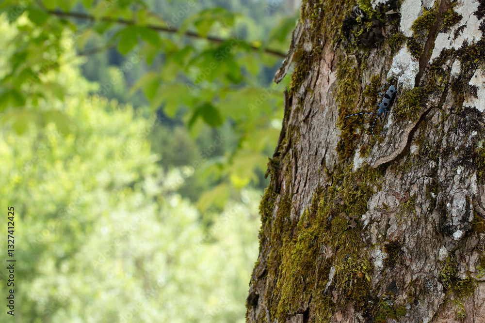 Alpenboktor, Rosalia longicorn (Rosalia alpina) on a Sycamore tree Alpenboktor, Rosalia longicorn (Rosalia alpina) on a Sycamore tree