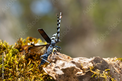 female Alpenboktor, Rosalia longicorn (Rosalia alpina) starting from a Sycamore tree