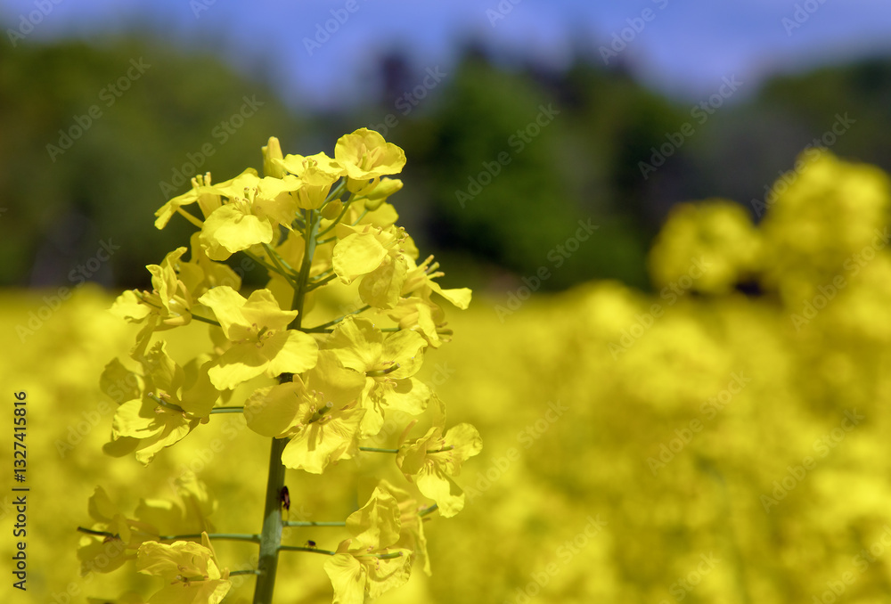 Rapeseed flower canola or colza in latin Brassica Napus