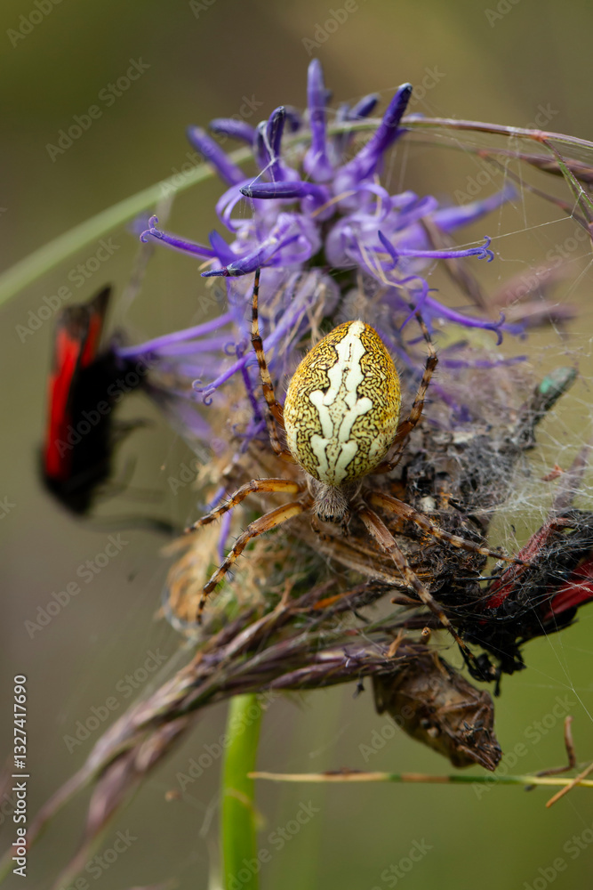 Fototapeta premium an oak spider (aculepeira ceropegia) with a cocooned bug and burnet