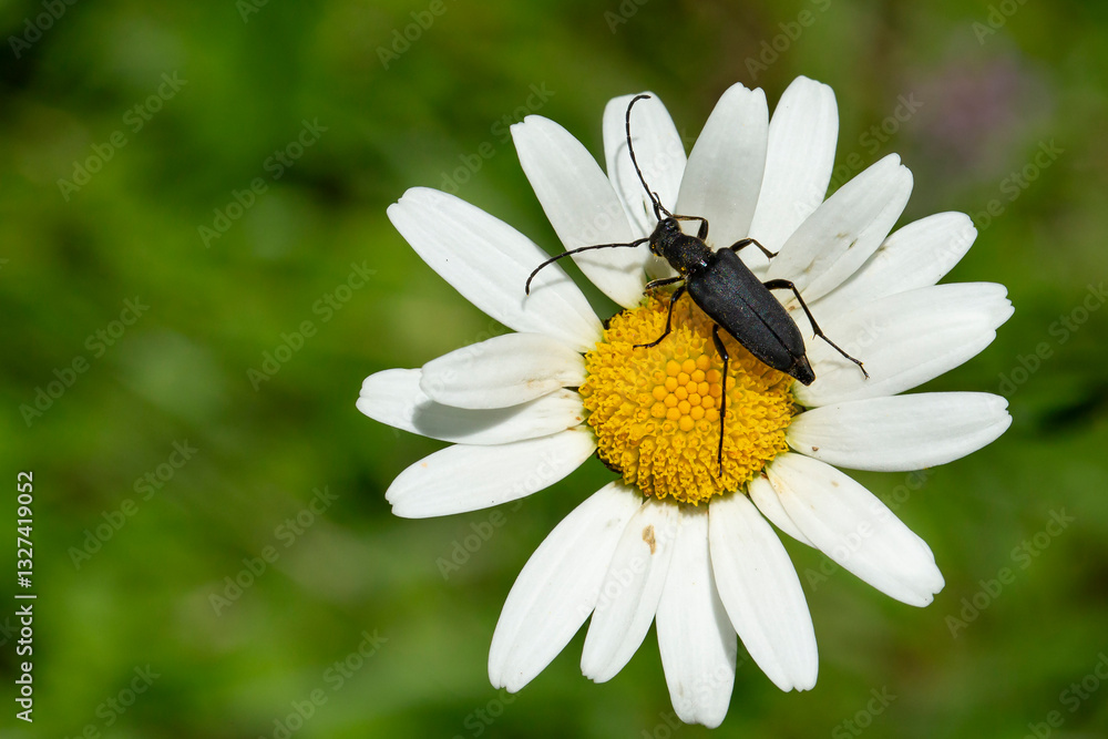 Obraz premium small black longhorn beetle (stenurella nigra) feeding pollen on chamomile