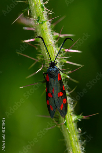 Wallpaper Mural Six spot burnet (Zygaena filipendulae) on a spiky stem Torontodigital.ca