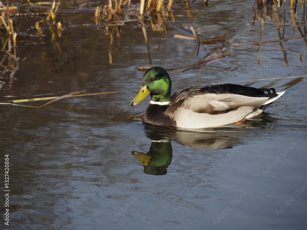 Obraz premium Mallard Duck Swimming in Reflective Pond with Reeds