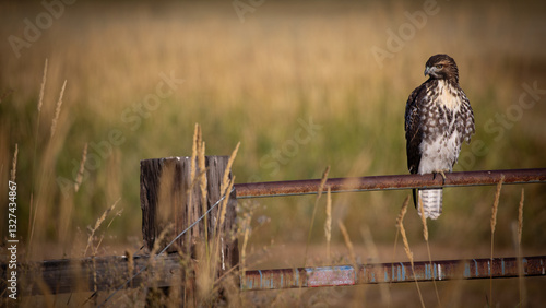 Obraz na płótnie A red-tailed hawk resting on a rusted fence in a grassy refuge field in Northern California. w salonie