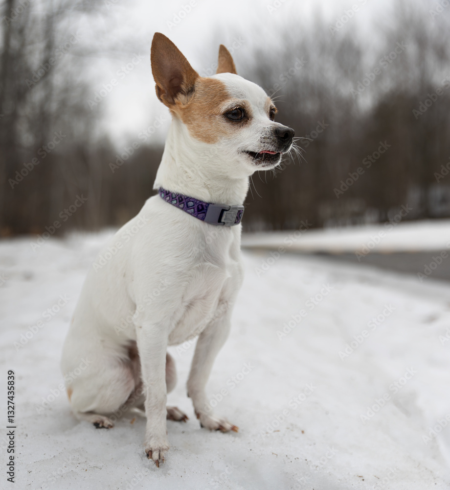 Cute chihuahua dog sitting on the snow in winter Cute chihuahua dog sitting on the snow in winter