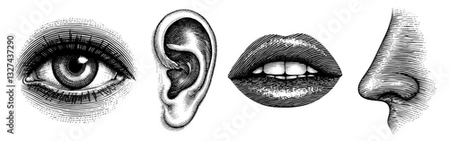 Vintage four senses engraved eye in black and white for anatomical illustration